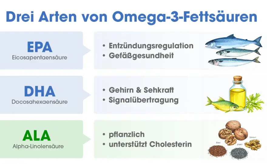 Omega-3 verstehen - was wirklich hilft und wann Kapseln sinnvoll sind