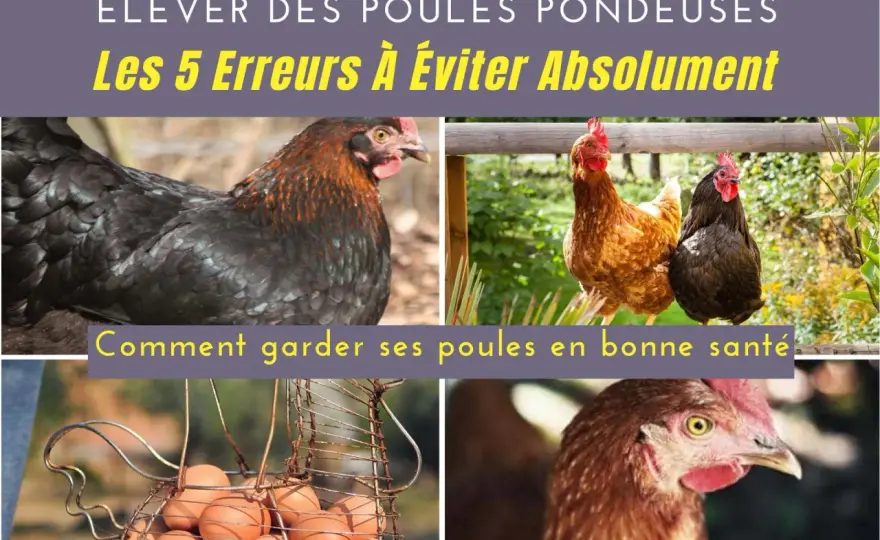 Comment avoir des poules - Évitez les erreurs de débutant