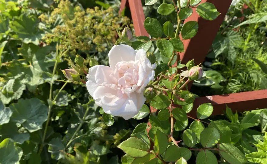 Ros i kruka - Så lyckas du med blomningen!