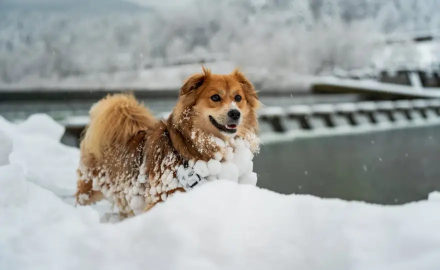Pies je kamienie? Dlaczego to robi i jak mu pomóc!
