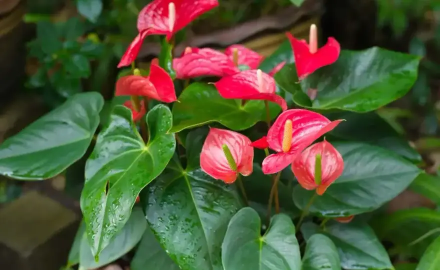 Anthurium d’intérieur - les gestes pour le garder fleuri