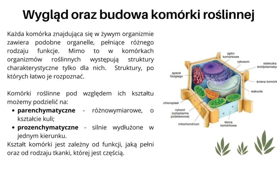 Komórka roślinna - budowa, funkcje i różnice. Sprawdź!