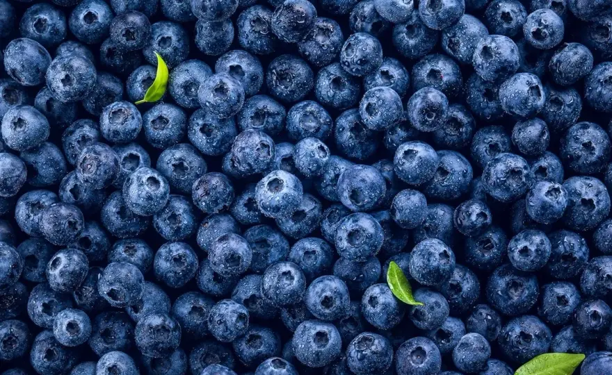 Borówki kcal - ile mają kalorii świeże, mrożone i suszone?