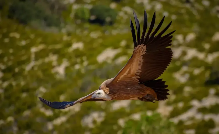 Sierra de Boumort - Guía completa para ver fauna y disfrutar
