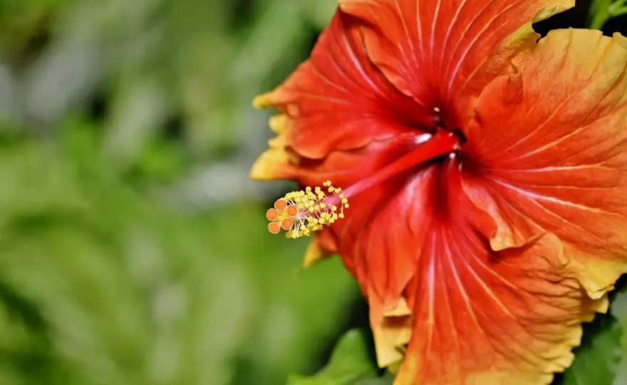 Hibiskus - Fakty i mity. Co naprawdę działa?
