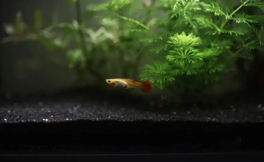 Jak szybko rośnie narybek gupika i co wpływa na jego wzrost?