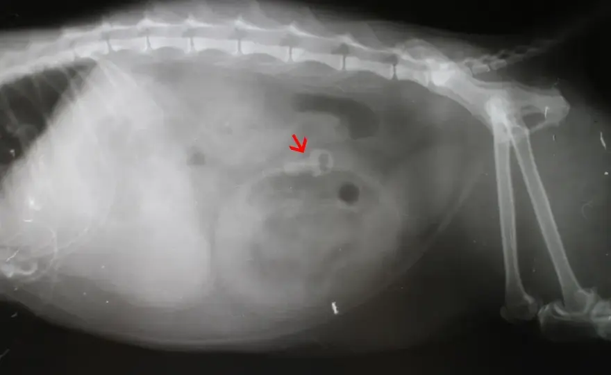 Pica bei Katzen erkennen und richtig handeln