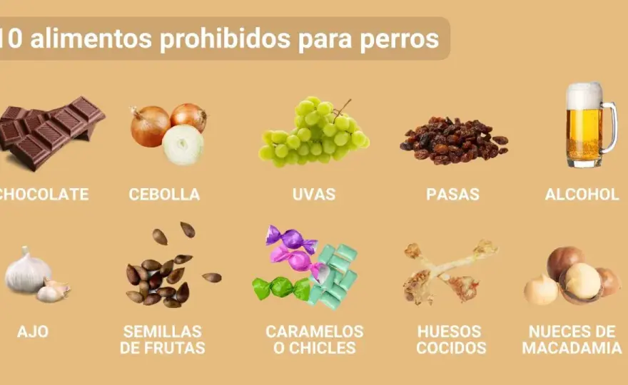 Alimentos tóxicos para perros - Guía esencial para protegerlos