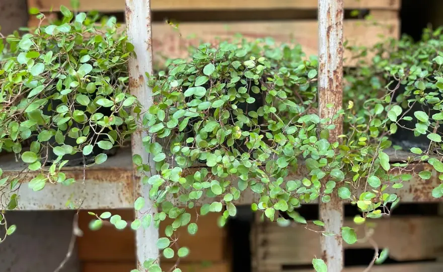 Muehlenbeckia in vaso - Guida completa per una pianta perfetta
