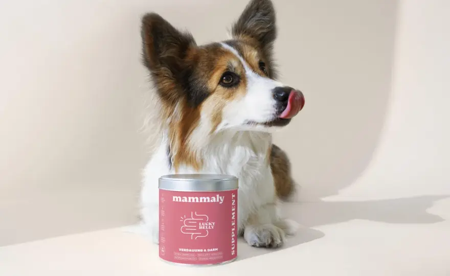 Durchfall beim Hund - Hausmittel, die wirklich helfen