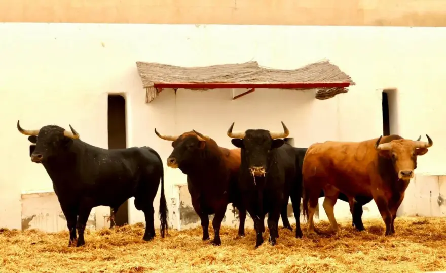 Ganadería Vellosino - Claves para entender su toro bravo