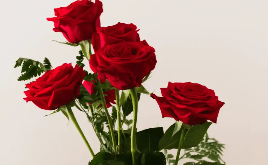 5 roses rouges - Que signifie vraiment ce bouquet ?