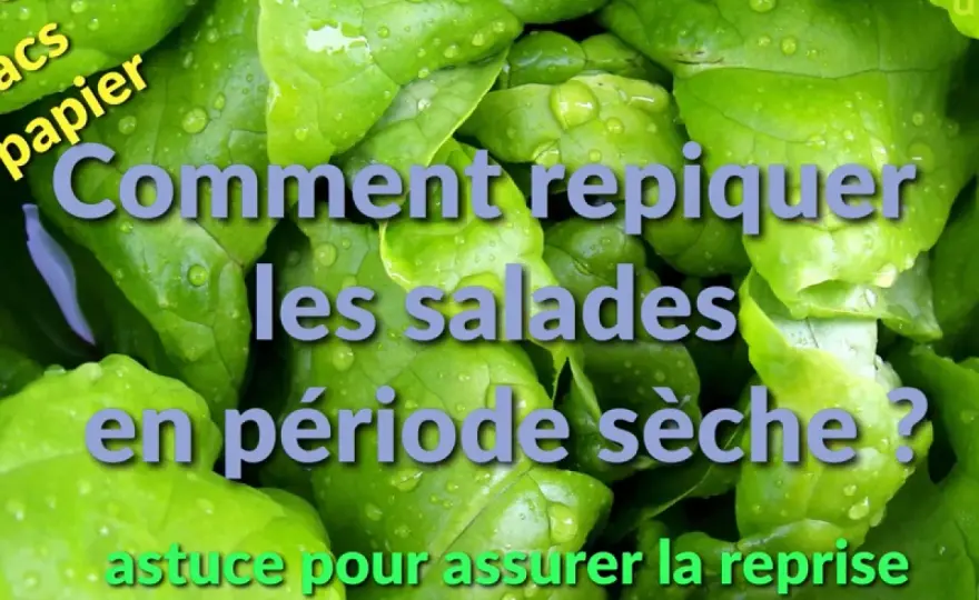 Repiquer les laitues au potager sans rater la reprise