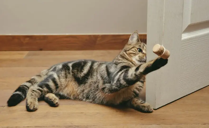 Juguetes caseros para gatos - Activa su instinto de caza
