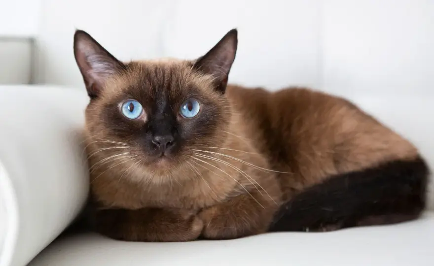 True Brown Cats - Rarity, Breeds & What to Know