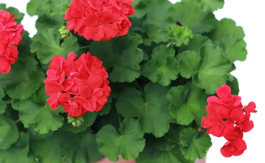 Arrosage géraniums - Le guide pour une floraison parfaite