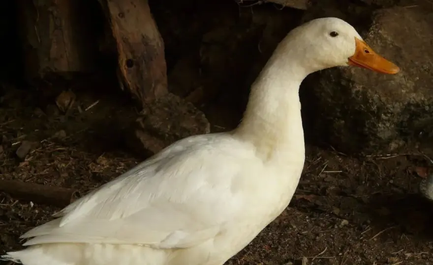 Ile krwi ma przeciętna kaczka domowa: fakty, dane i różnice między rasami