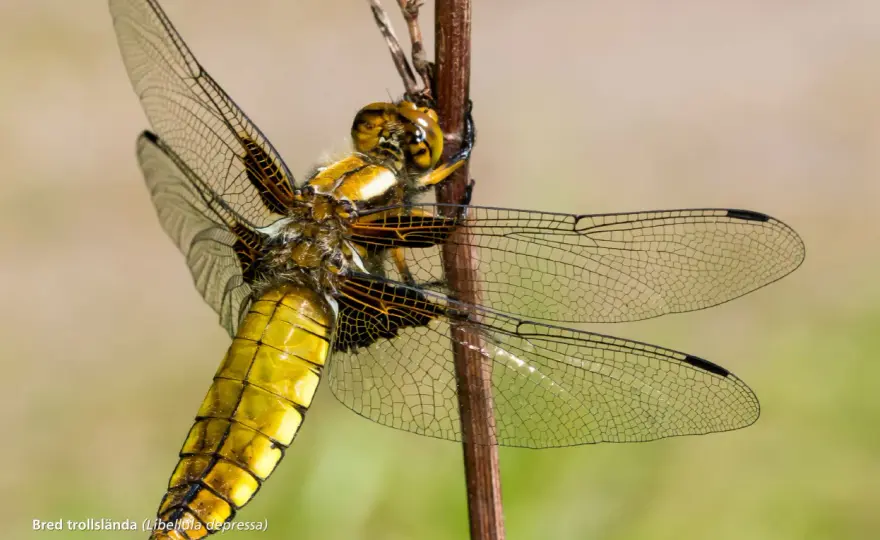 Stora flygande insekter i Sverige - så känner du igen dem