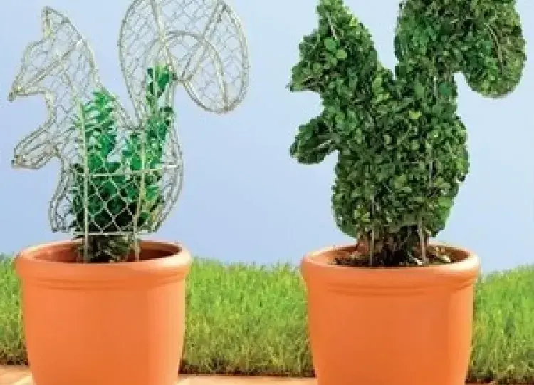 Rzeźby z roślin: jak stworzyć piękne topiary w swoim ogrodzie