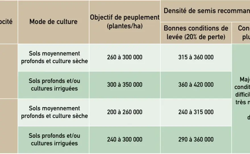 Densité semis sorgho - Évitez les erreurs, maximisez le rendement