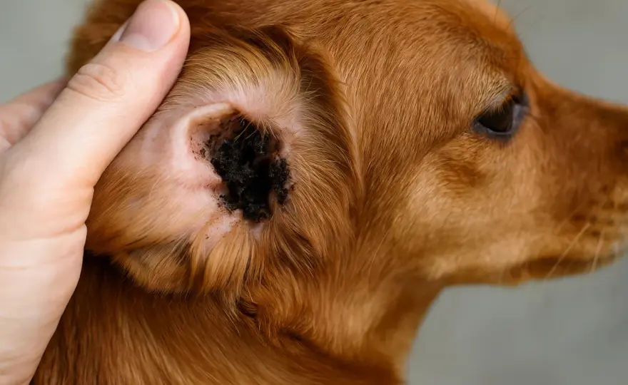 Acari orecchie cane - Come curarli davvero e senza errori