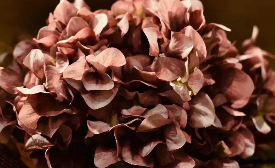 Secar hortensias - El secreto para que queden perfectas