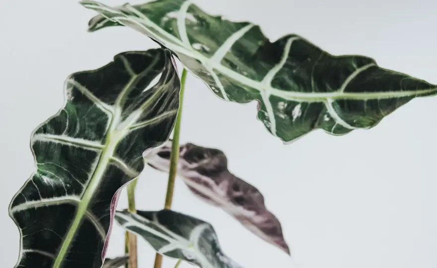 Alocasia Polly - skötsel som faktiskt fungerar hemma