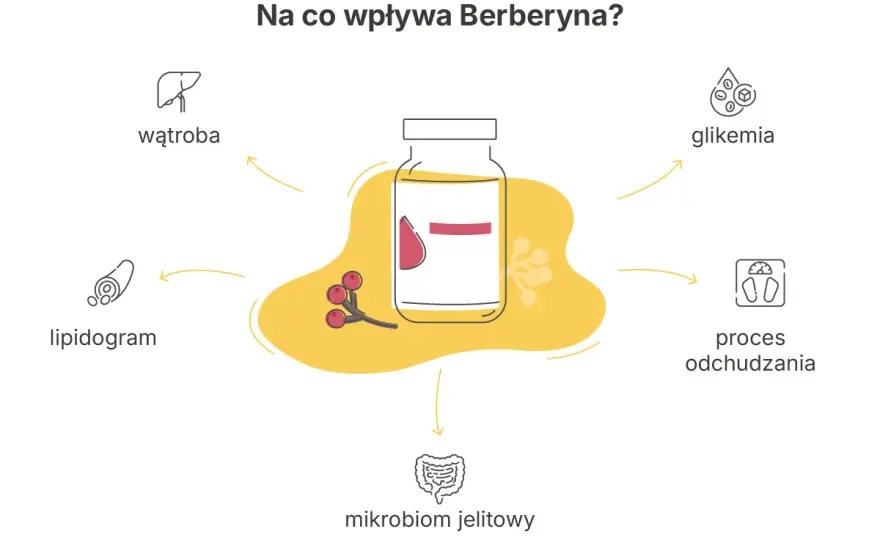 Berberyna na odchudzanie - Czy faktycznie działa? Sprawdź badania