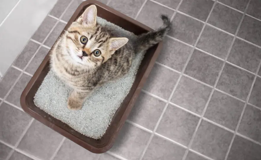 Olor a pis de gato - La guía definitiva para eliminarlo