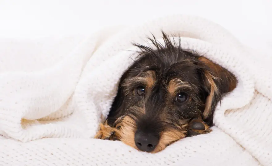 Husten beim Hund - Ursachen erkennen und richtig handeln