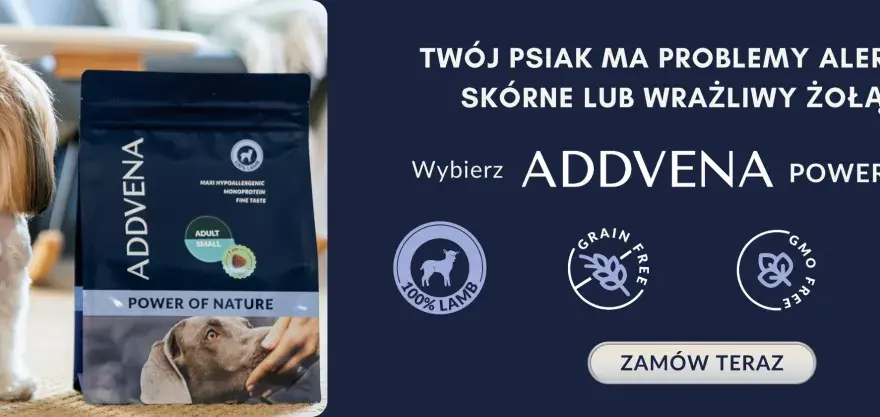 Karma dla psa Maltańczyka - najlepsza karma dla szczeniąt i dorosłych