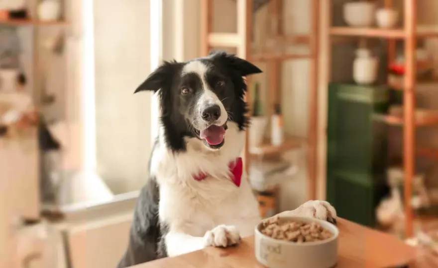 Comida Border Collie - Claves para su salud y energía