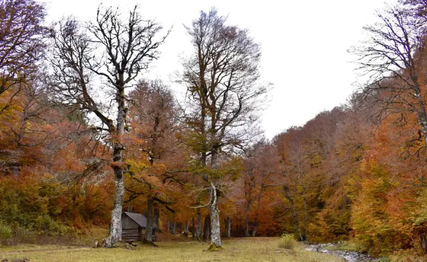 Bosque de Gamueta: ruta circular, cuándo ir y qué llevar