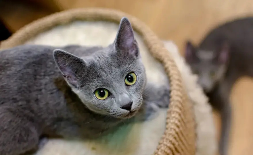 Gato Azul Ruso - Carácter, Cuidados y Precio en España