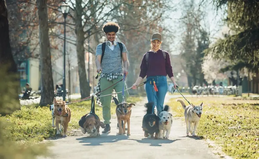 Gdzie na spacer z psem w Krakowie? 7 tras dla każdego psa