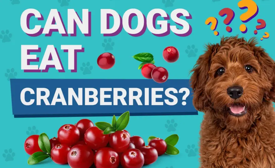 Can Dogs Eat Cranberries? What's Safe & What to Avoid