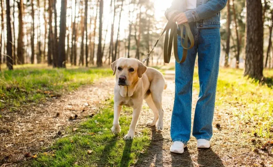 Roztoczański Park Narodowy z psem - Co wolno? Bezpieczny wyjazd