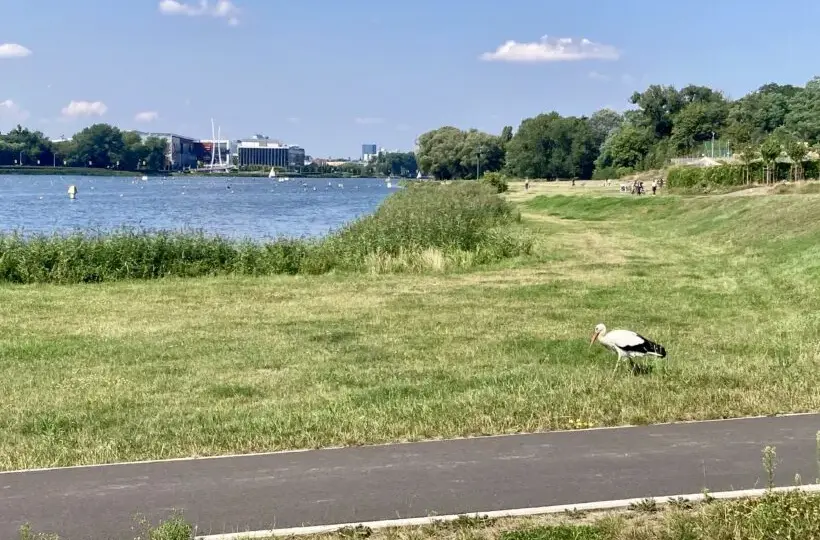 Najciekawsze atrakcje jeziora Maltańskiego w Poznaniu, które musisz zobaczyć