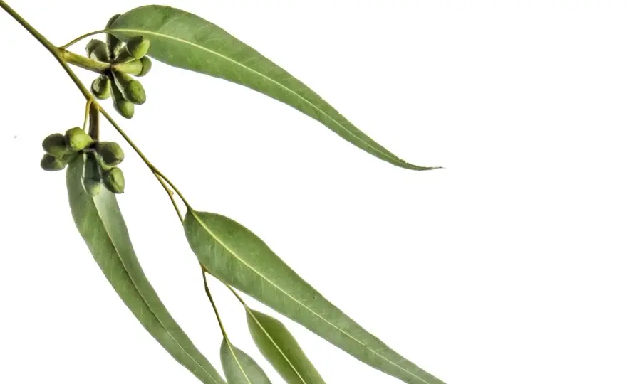 Eucalyptus radié - usages, choix et précautions essentielles