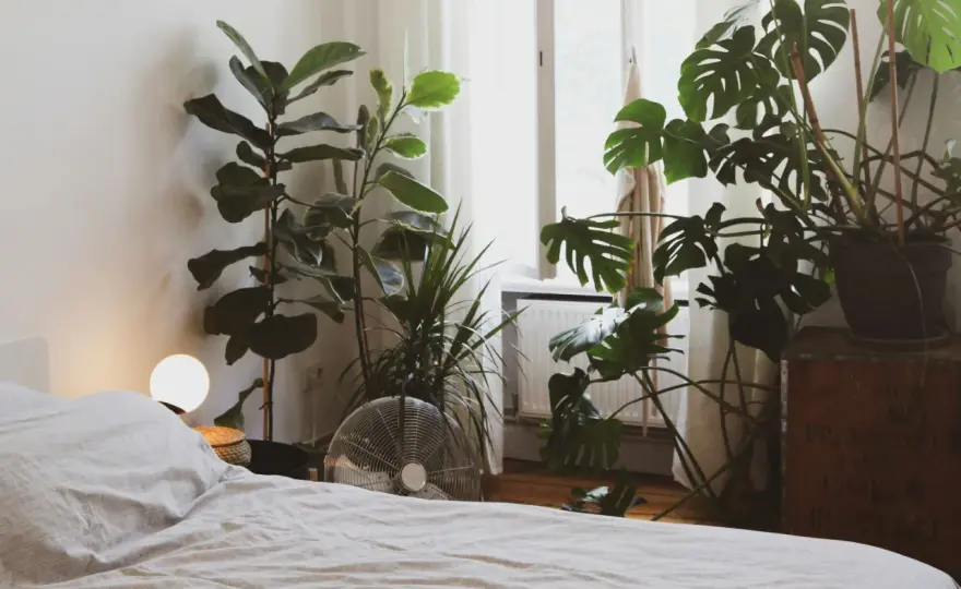 Plantas para dormitorio - ¿Cuáles elegir y cómo cuidarlas?
