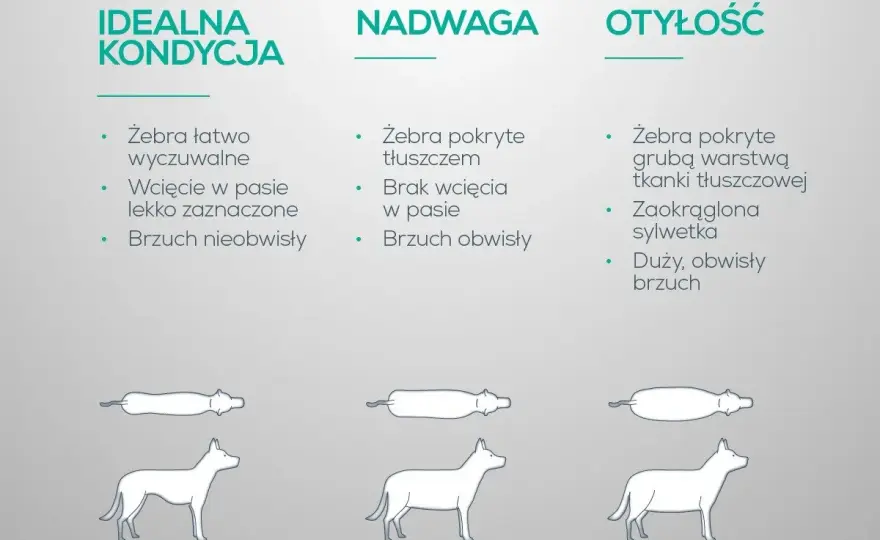 Jak odchudzić psa bez głodzenia? Skuteczny plan krok po kroku