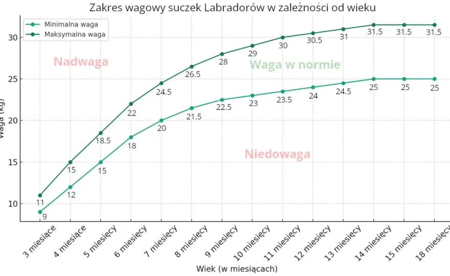 Trzymiesięczny labrador - ile powinien ważyć? Sprawdź!