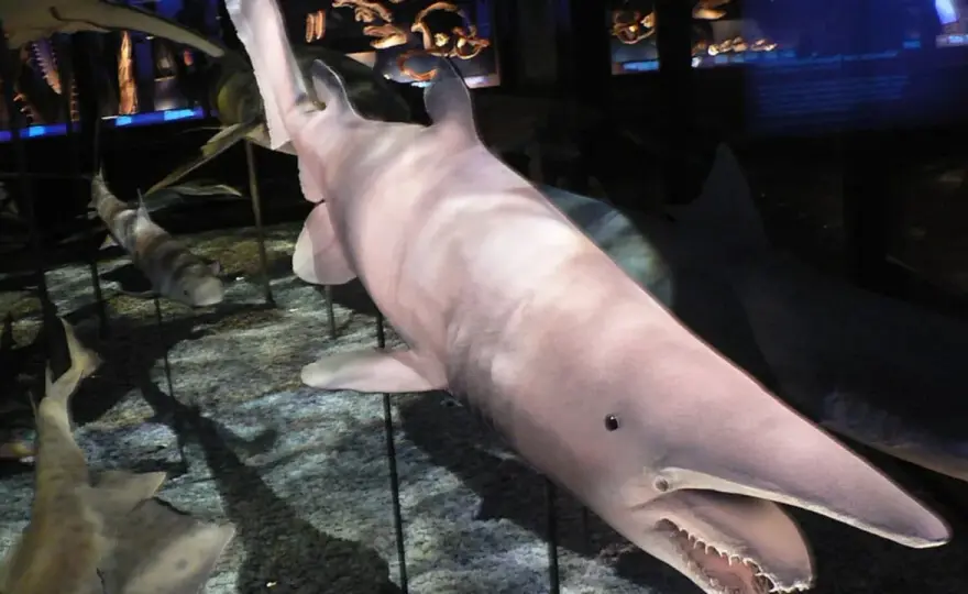 Tiburón duende - El misterio del océano profundo al descubierto