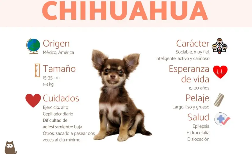 Chihuahua: carácter, cuidados y salud. ¿Es el perro para ti?