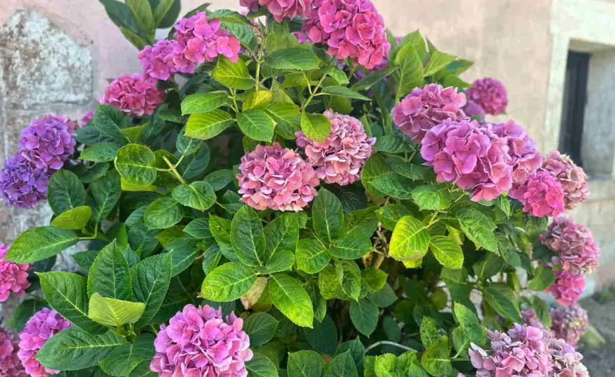 Plantes au pied des hortensias - Le guide pour un massif réussi