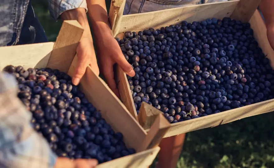 Quercetin richtig dosieren - was bei Menge und Aufnahme zählt