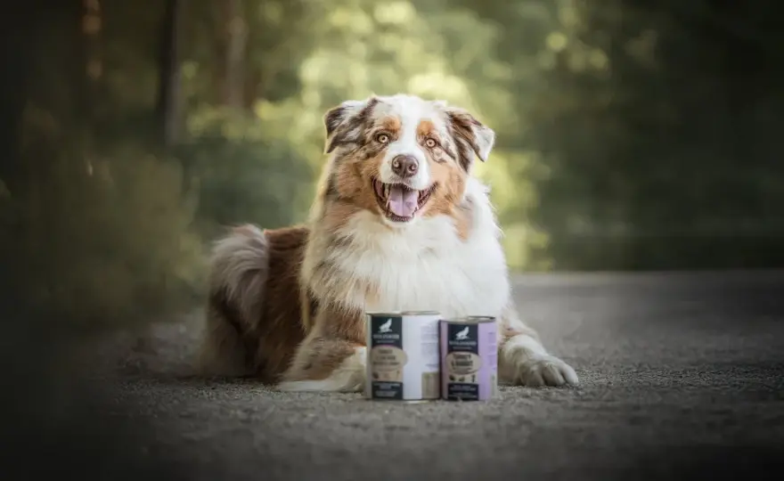 Mélanger croquettes et pâtée pour chien - Le guide complet