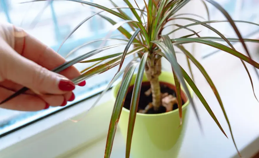 Dracena gubi liście? Sprawdź, jak ją uratować poradnik