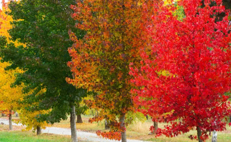 Liquidambar - Réussir sa plantation pour un automne flamboyant