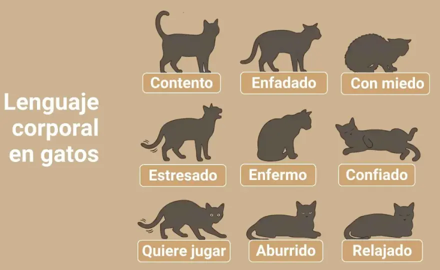 ¿Tu gato te habla? - Descifra su lenguaje corporal